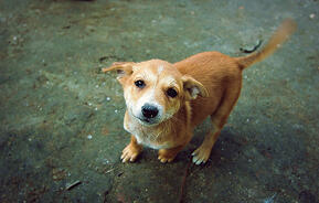 Tiny,Sad,Dog
